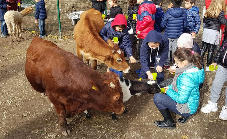 Vieni a trovarci a “Cavalli a Roma” dal 13 al 16 febbraio!