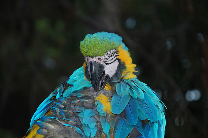 Nella nostra fattoria puoi incontrare una grande varietà di animali: oggi te ne presentiamo quattro!