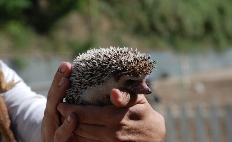 Gli animali della nostra fattoria: i ricci e i conigli