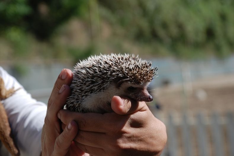 Nella nostra fattoria puoi incontrare una grande varietà di animali: oggi te presentiamo due!