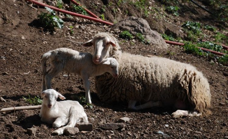 Gli animali della nostra fattoria: le pecore e gli asinelli