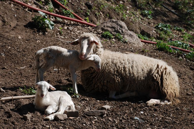 Oggi ti portiamo in fattoria per conoscere due nuovi animali amatissimi dai nostri piccoli visitatori!