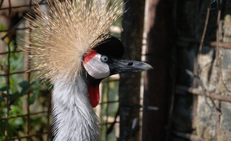 Gli animali della nostra fattoria: i maialini e le gru coronate