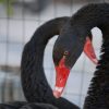 Gli animali della nostra fattoria: il cigno nero e il pavone bianco