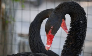 Oggi ti portiamo in fattoria per presentarti il cigno e il pavone.