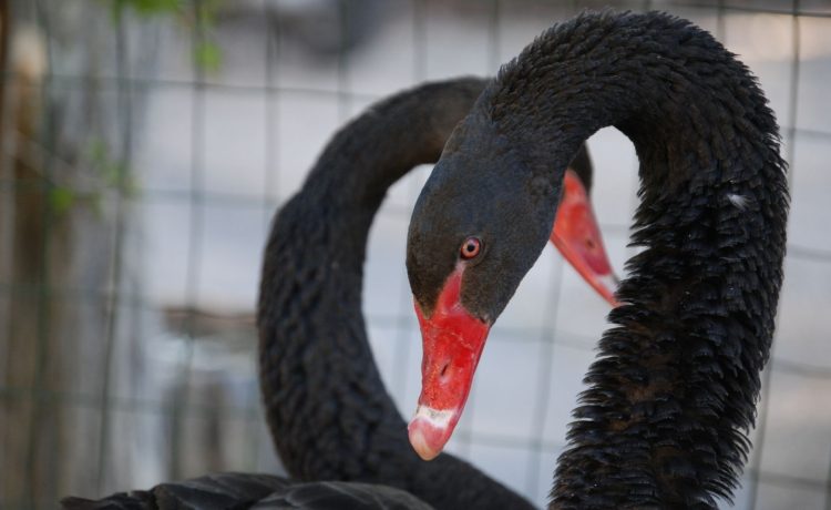 Gli animali della nostra fattoria: il cigno nero e il pavone bianco