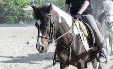 Il primo passo per avvicinarti al mondo dell’equitazione e imparare le basi di questo sport. Prenota una lezione singola oppure scegli il pacchetto da 4.